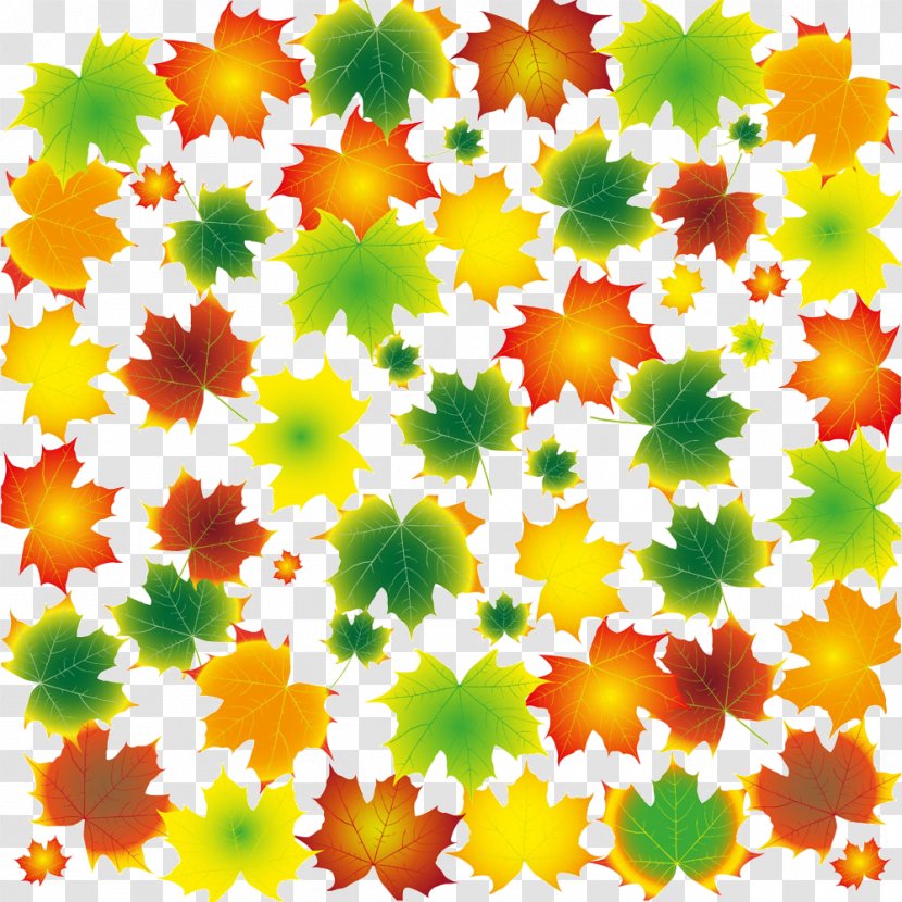 Maple Leaf Tree - Vector Colored Leaves Transparent PNG