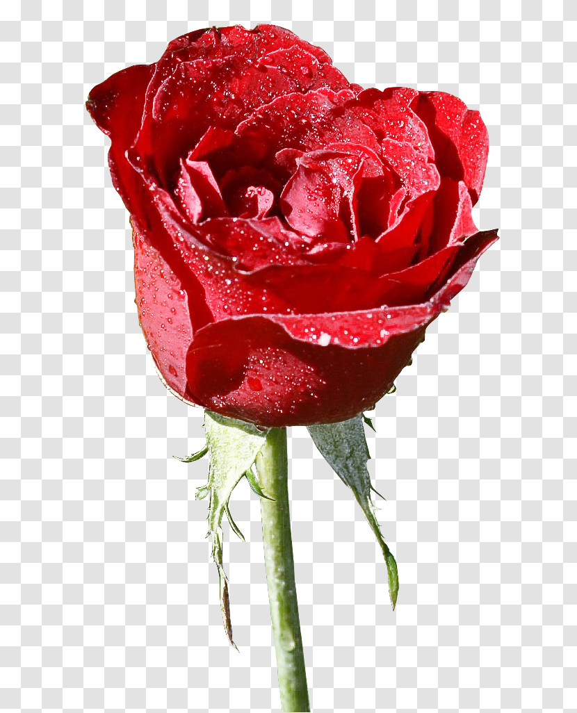 Garden Roses Transparent PNG