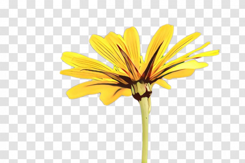 African Family - Plant Stem - Daisy Artificial Flower Transparent PNG