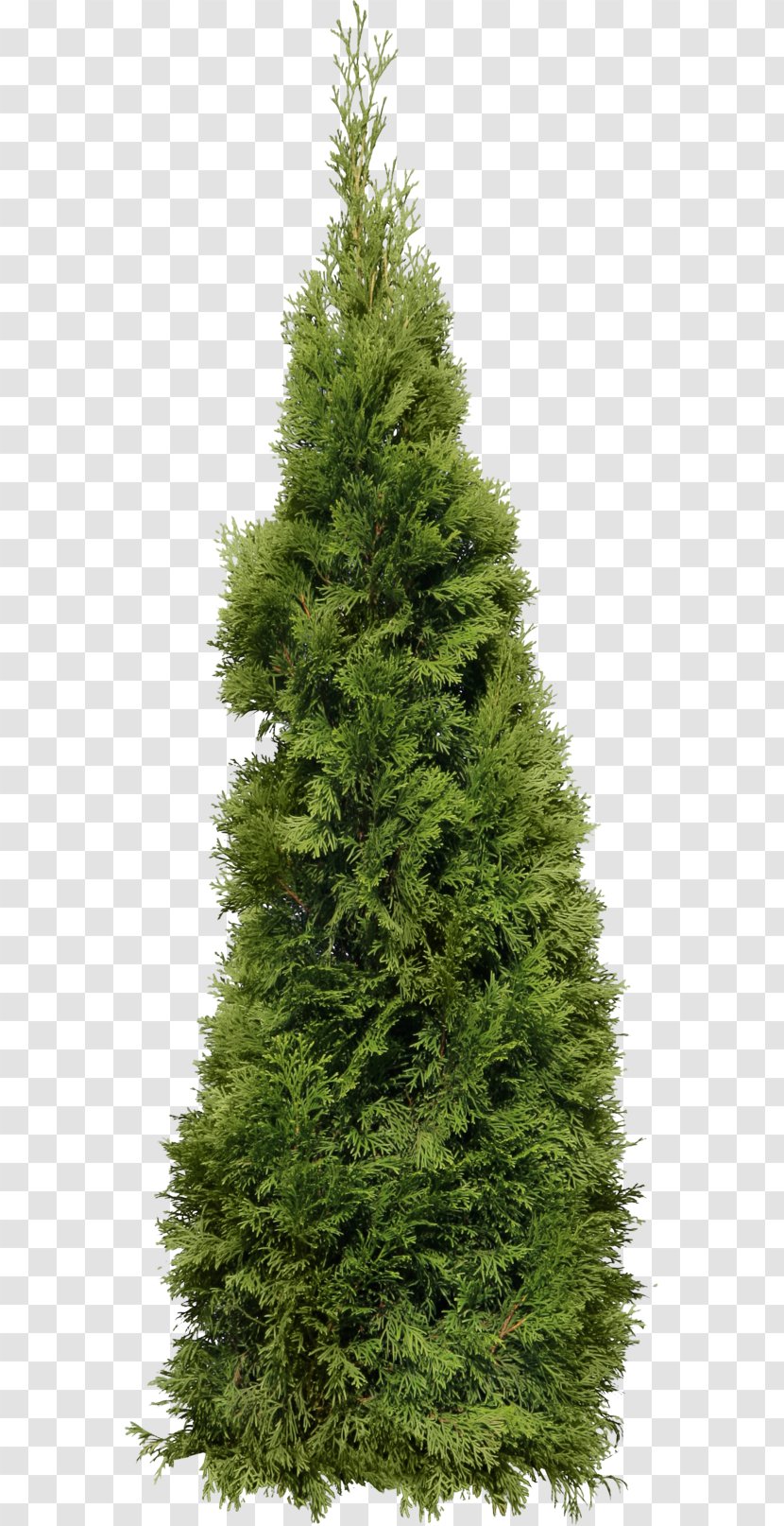 Clip Art Tree Fir Mediterranean Cypress - Biome - Cone Transparent PNG