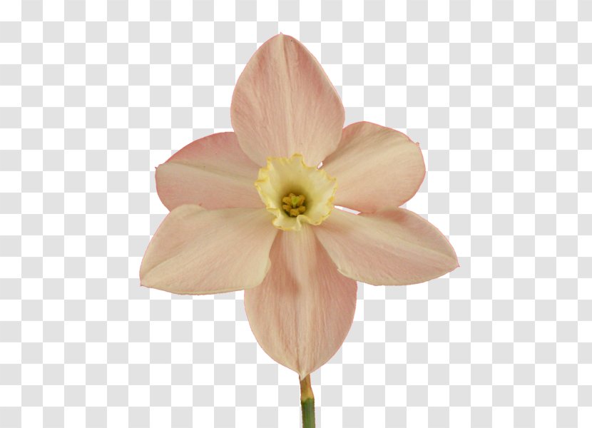 Flower Clip Art - Floristry - Narcissus Transparent PNG