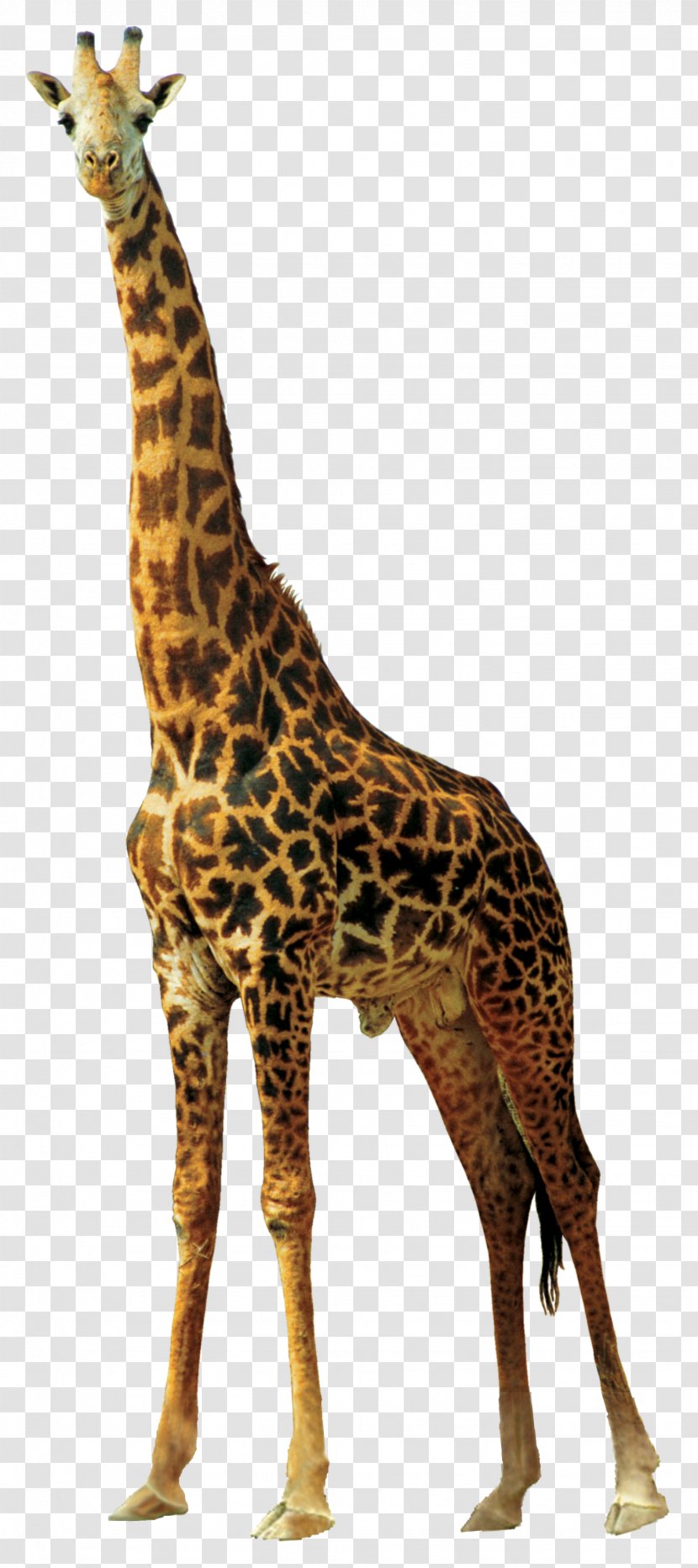 Africa Northern Giraffe Animal Transparent PNG