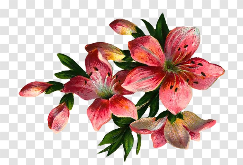 Flower Clip Art - Plant Transparent PNG