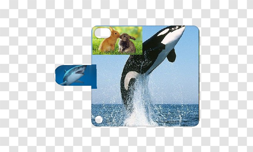 The Killer Whale Cetaceans Humpback - Watercolor - Ipod Touch 2 Transparent PNG