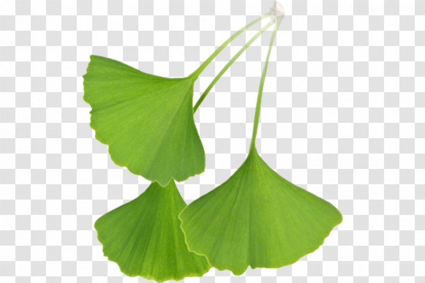 Ginkgo Biloba Extract Leaf Tree Stock Photography - Ingredient - Ginkgo-biloba Transparent PNG