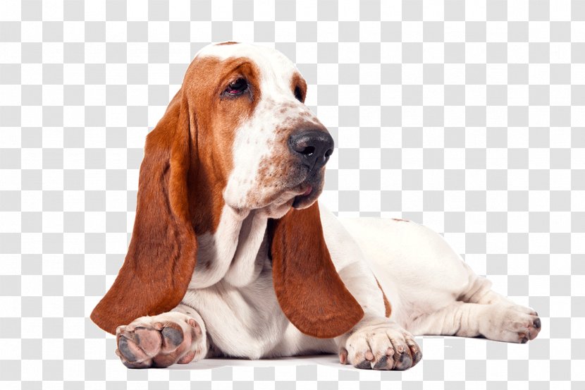 Basset Hound Beagle Bichon Frise Puppy - Dog Breed - Free Download Transparent PNG
