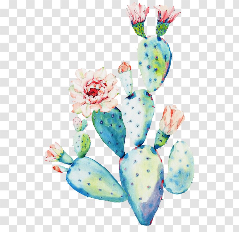 Cactus - Plant - Succulent Transparent PNG