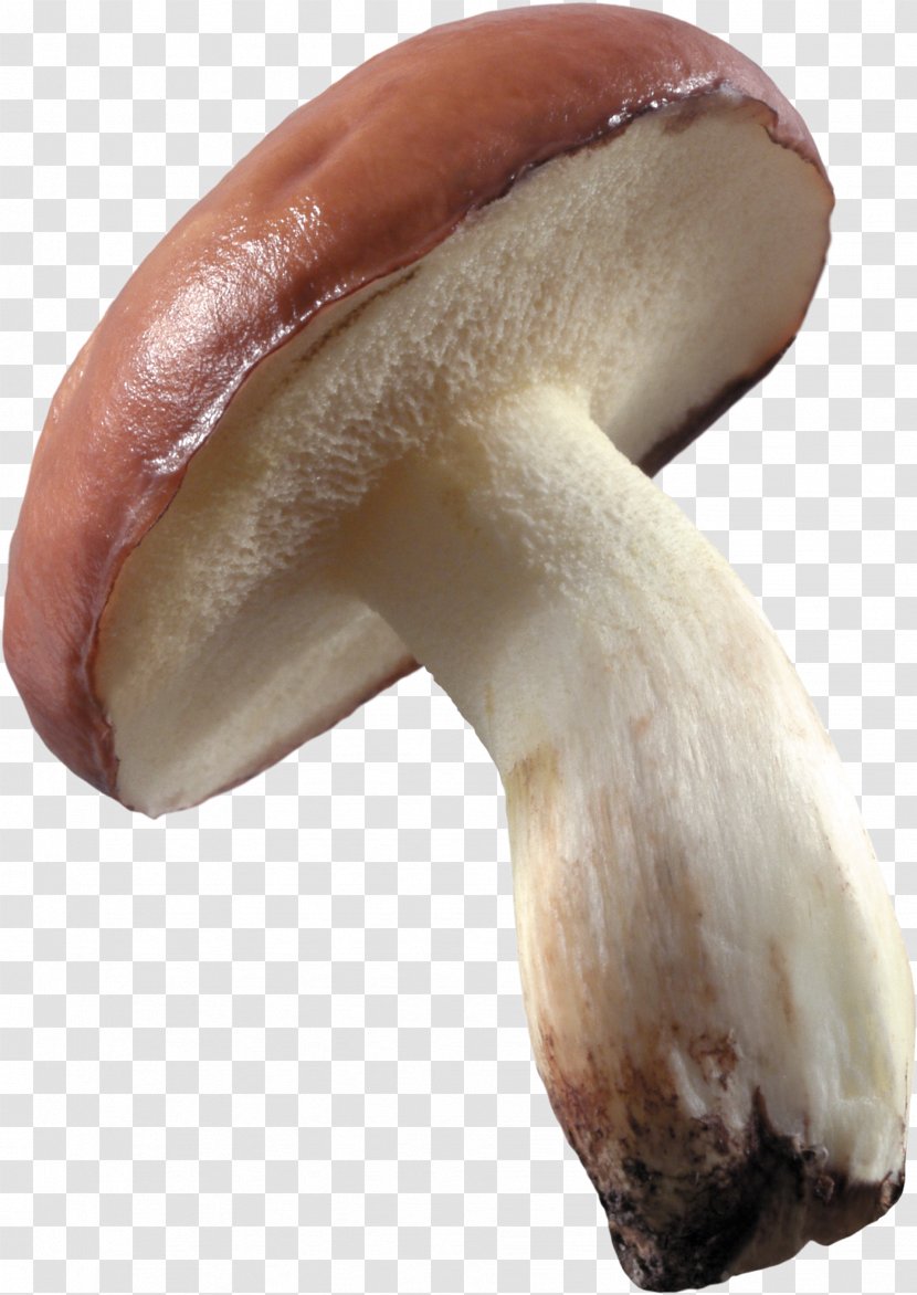 Mushroom Food Image File Formats Fungus - Medicinal - Mushrooms Transparent PNG