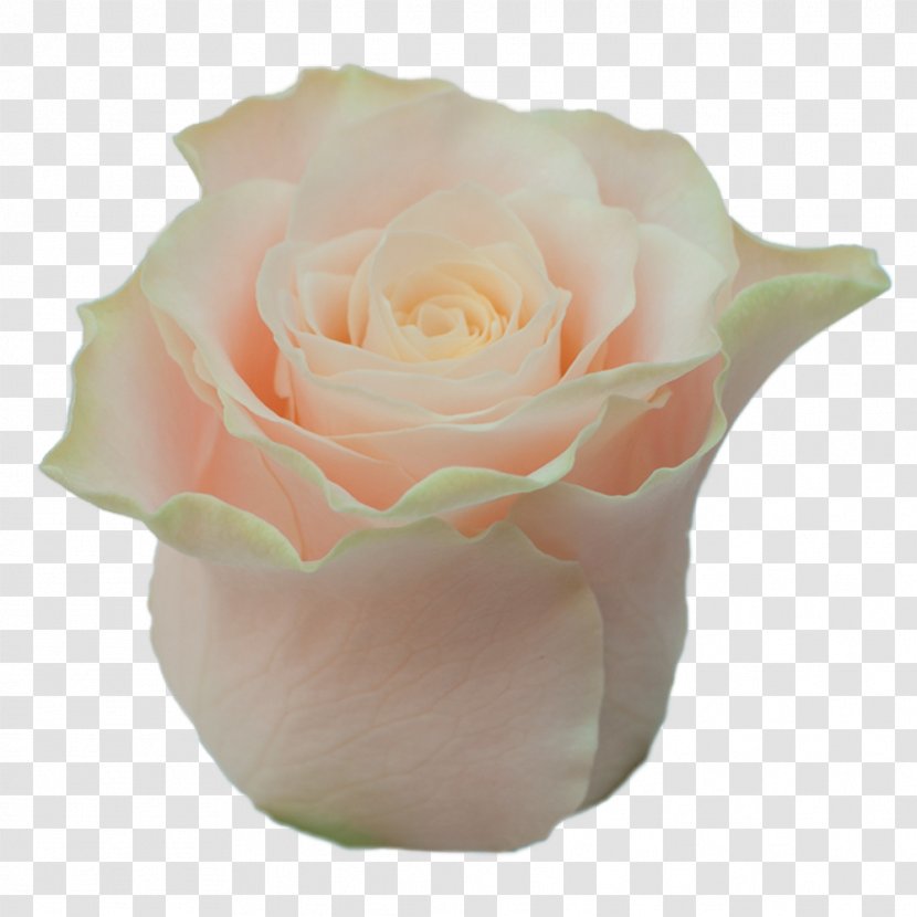 Garden Roses Cabbage Rose Floribunda Cut Flowers Pink - Roza Transparent PNG