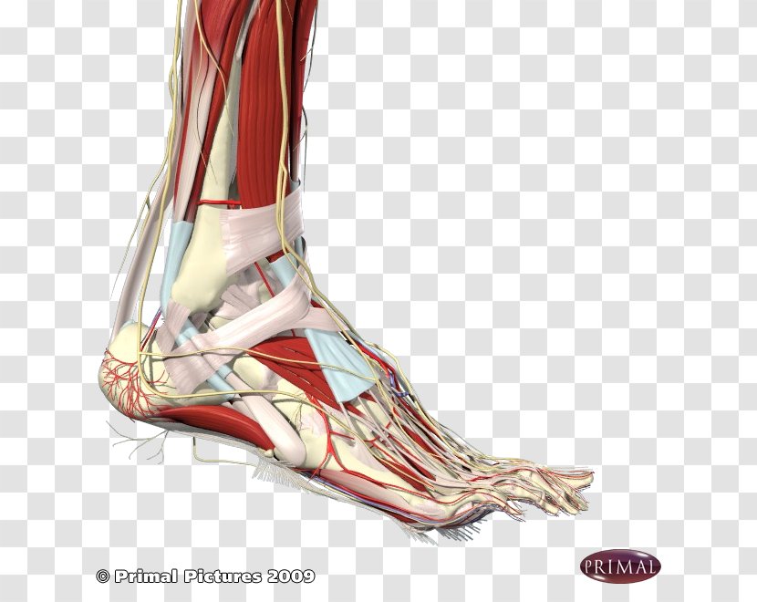 Heel Ankle Human Body Anatomy Foot - Cartoon - Arm Transparent PNG
