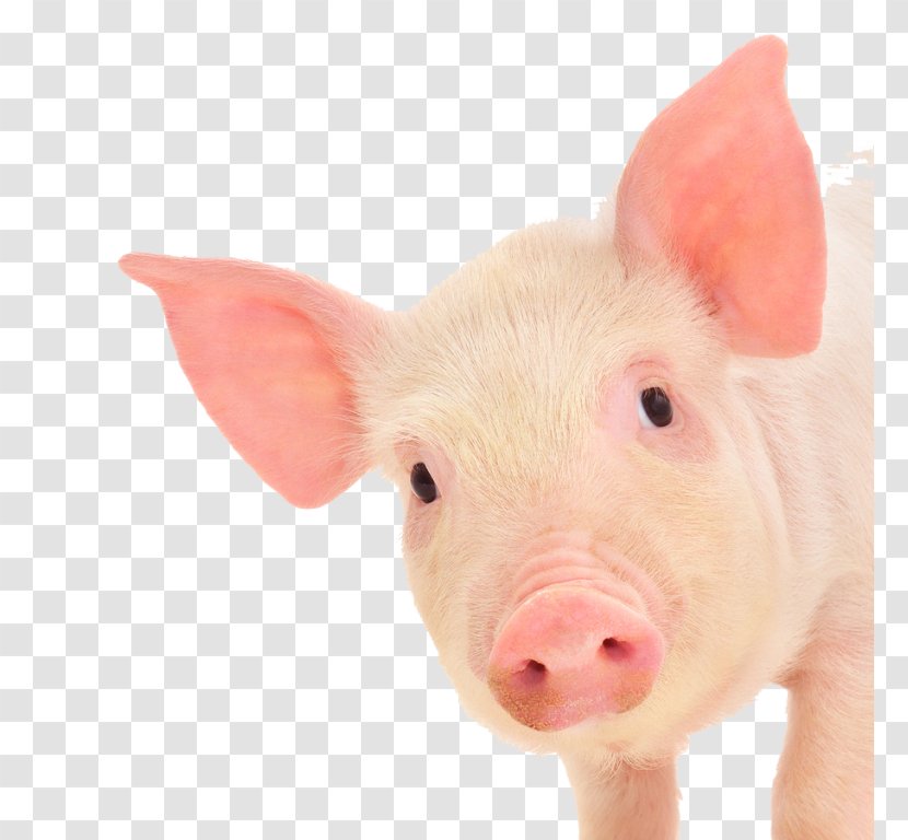 Miniature Pig Dog Cat Guinea Farming Transparent PNG