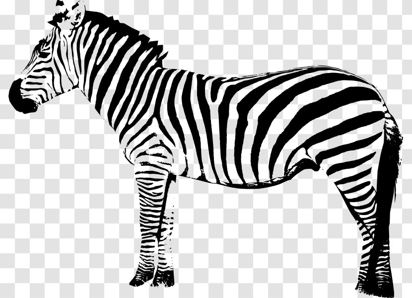 Zebra Art Clip - Terrestrial Animal Transparent PNG