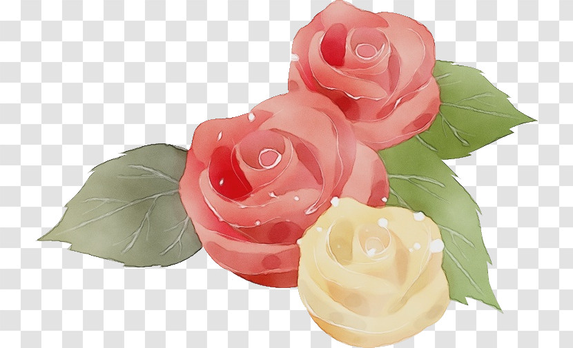 Garden Roses Transparent PNG