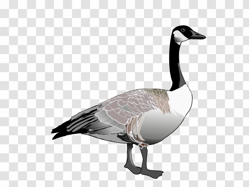 Canada Goose Duck Anser Clip Art - Ducks Geese And Swans - Gull Transparent PNG