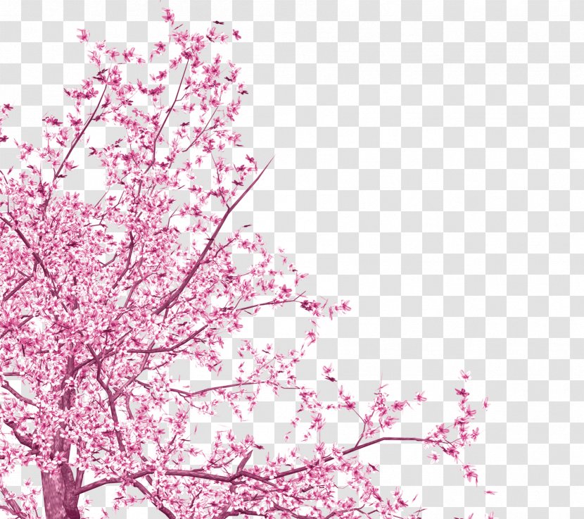 National Cherry Blossom Festival Pink - Pretty Blossoms Transparent PNG