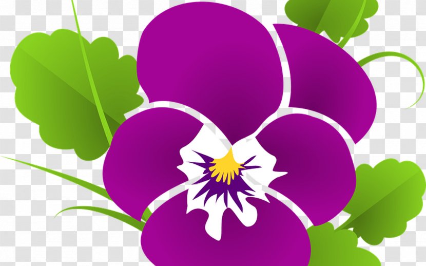 Good Morning - Wild Pansy - Wildflower Petal Transparent PNG