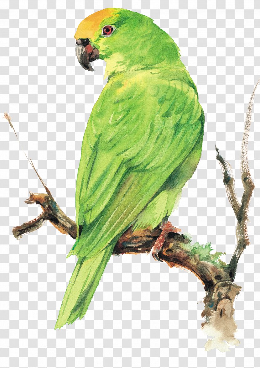 Bird Parrot - Macaw Transparent PNG