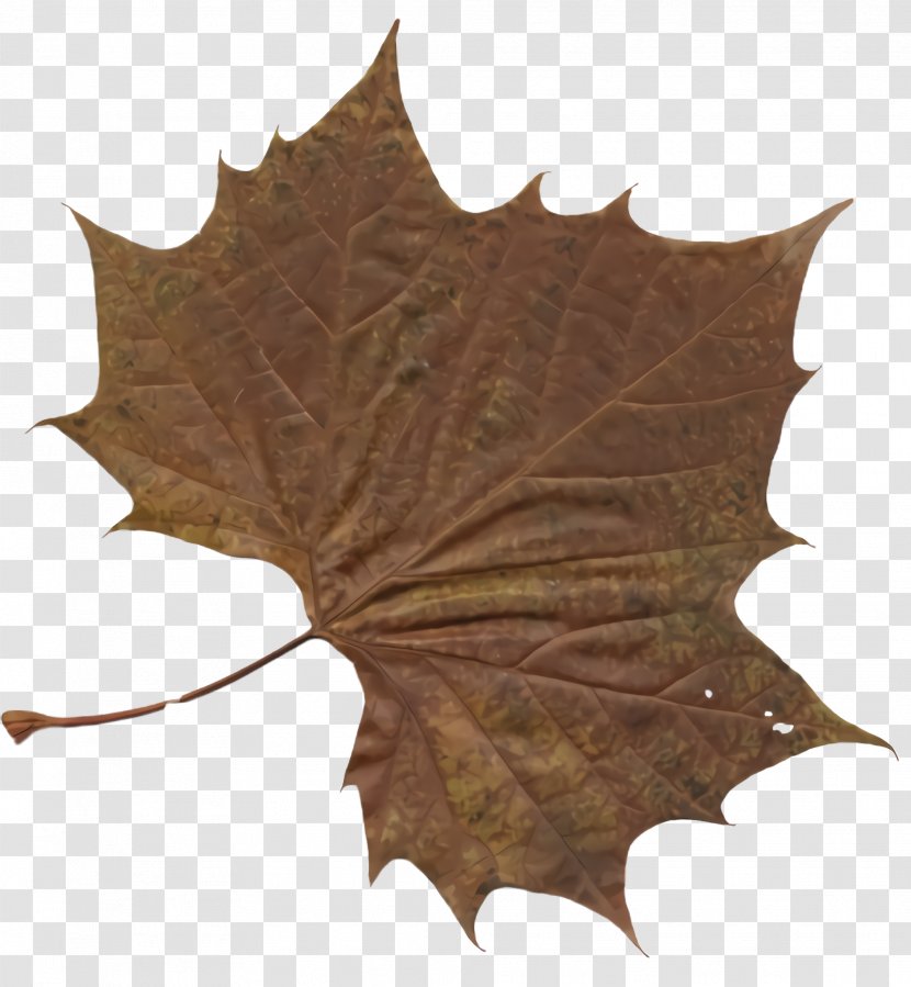 Maple Leaf - Scarlet Oak Woody Plant Transparent PNG
