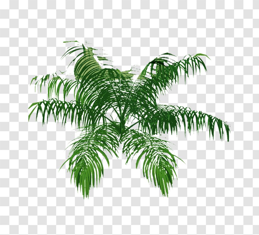Tree Arecaceae Plan Architecture Drawing - Arecales - Top View Transparent PNG