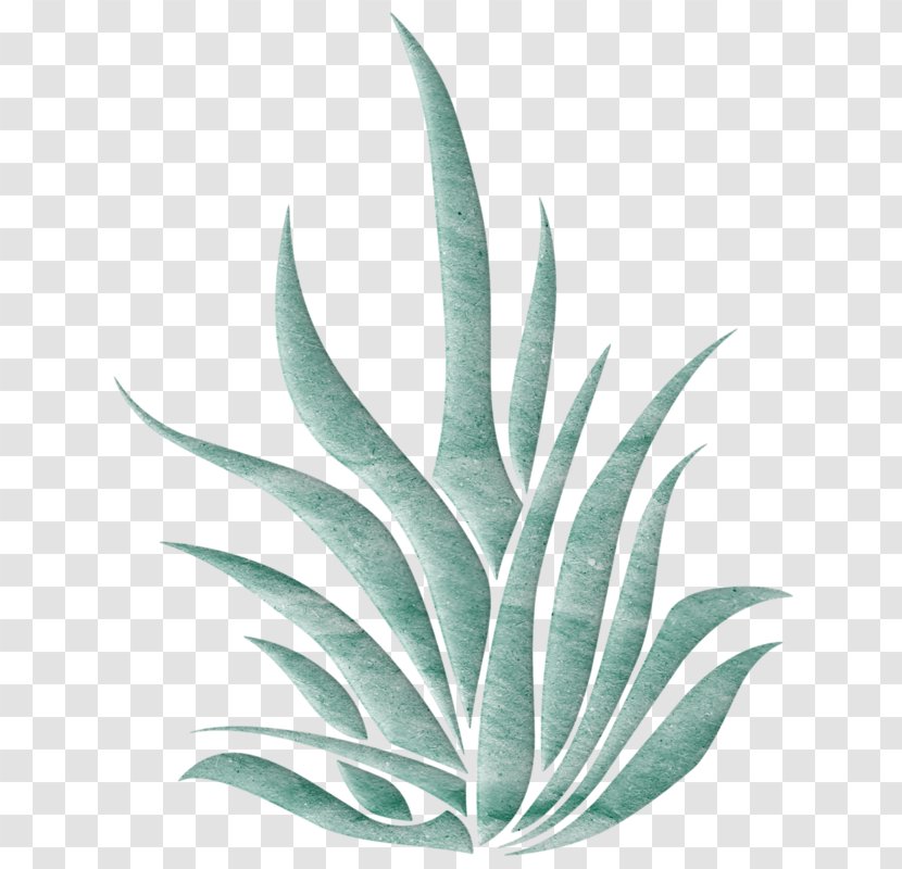 Aloe Vera Plant Landscape - Leaf - Hand-painted Transparent PNG