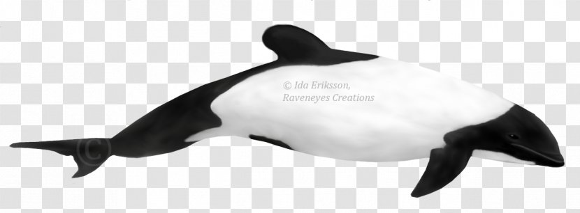 Short-beaked Common Dolphin Porpoise Toothed Whale Hector's - Whitebeaked Transparent PNG