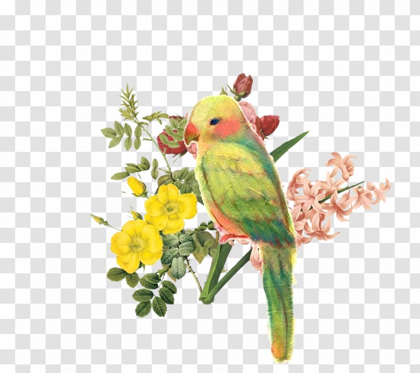 Budgerigar Amazon Parrot Lovebird - Beak - Flowers Transparent PNG