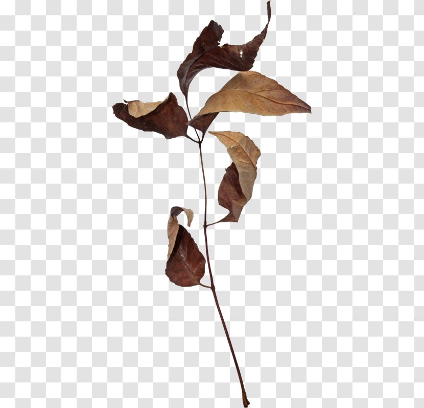 Autumn Leaves Leaf 2403 (عدد) Clip Art - Plant Stem Transparent PNG