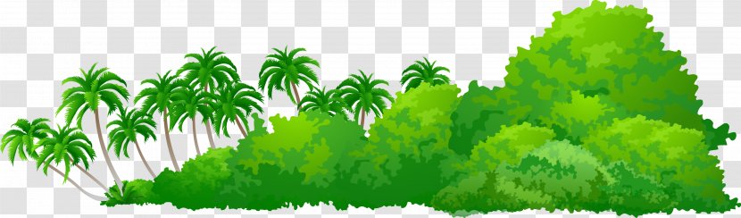 Tree Plant - Grass Family - Palm Transparent PNG