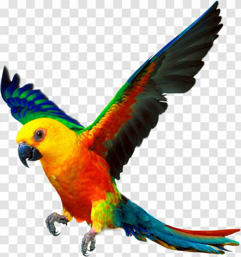 Companion Parrot Bird Cockatiel Color - Monk Parakeet - Yellow Simple Decorative Pattern Transparent PNG