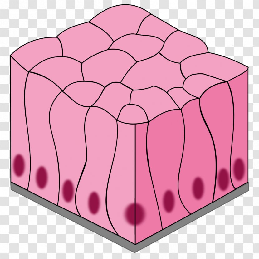Simple Columnar Epithelium Squamous Stratified Pseudostratified - TISSUE Transparent PNG