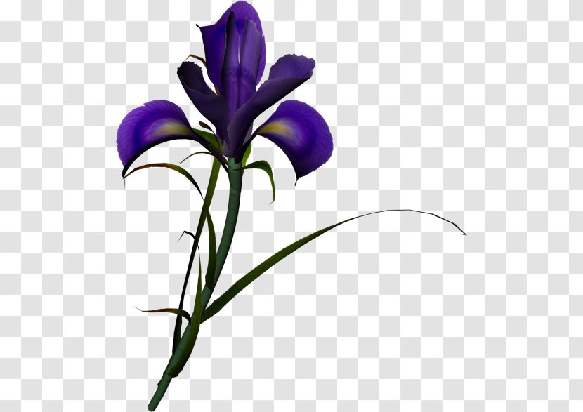 Irises Iris Family Flower Clip Art Transparent PNG
