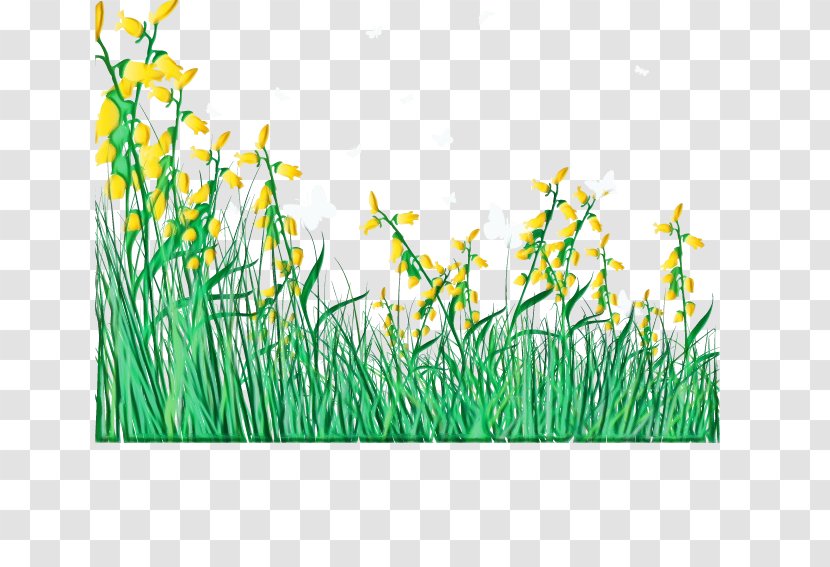 Grass Green Plant Family Elymus Repens - Lawn Flower Transparent PNG