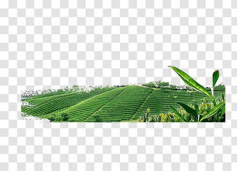 Green Tea Download - Data - Field Transparent PNG