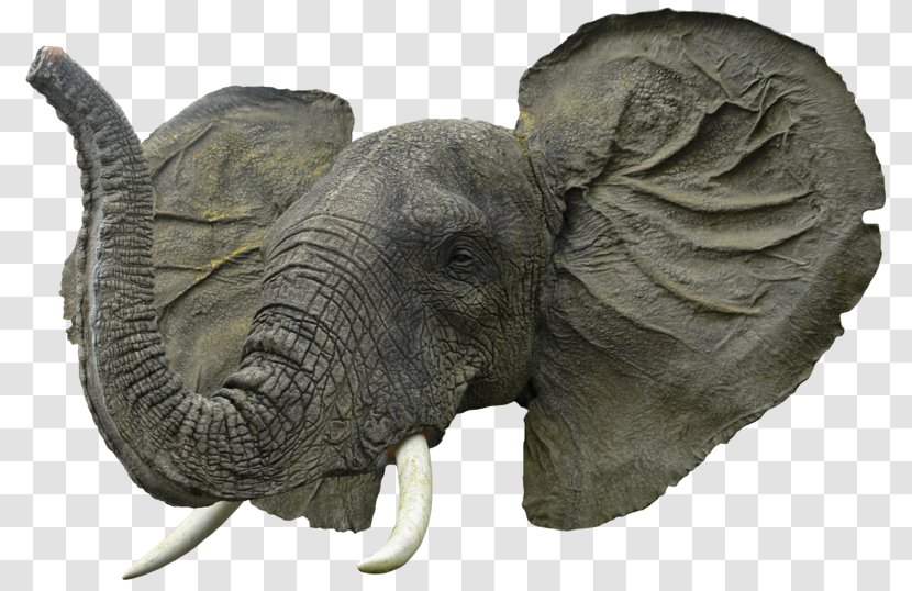 African Elephant Desktop Wallpaper - Terrestrial Animal - Head Transparent PNG