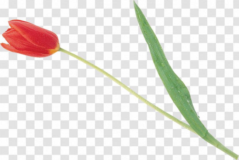 Tulip Petal Plant Stem - Flowering Transparent PNG