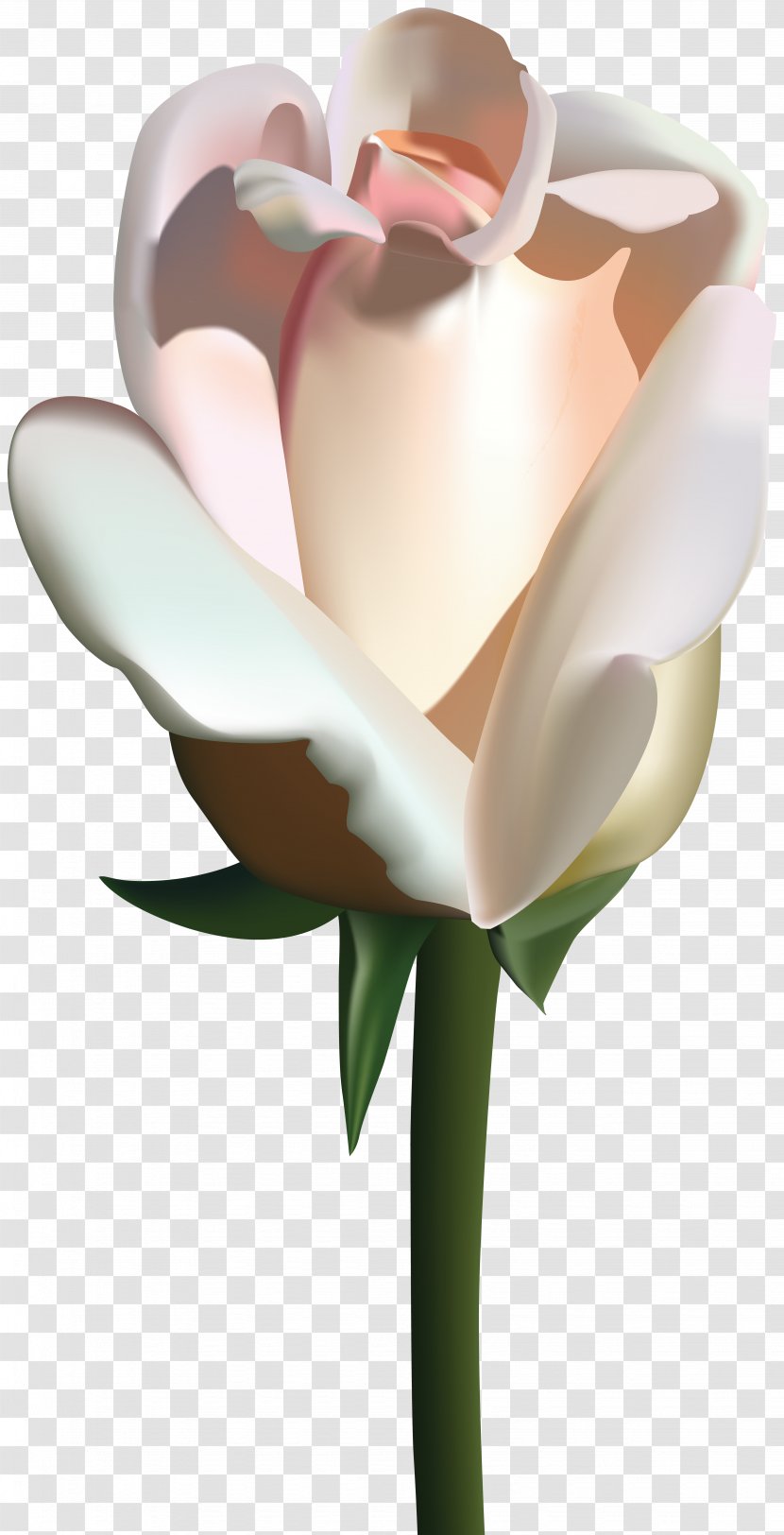 Clip Art - Rose - White Image Transparent PNG