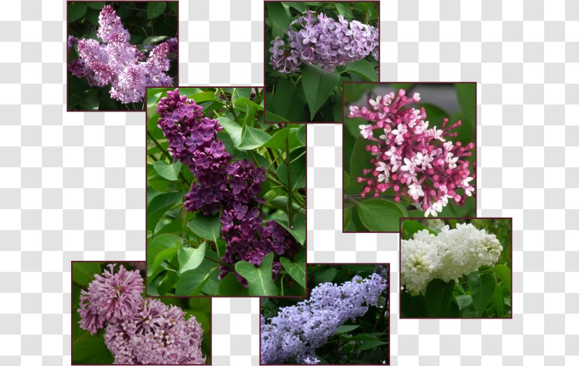 Syringa Reticulata Shrub Gardening Lilac Tree - Mmmmm - Bush Transparent PNG