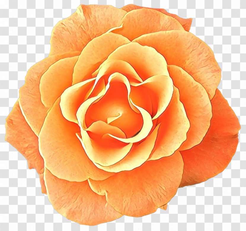 Garden Roses - Yellow - Rose Family Peach Transparent PNG