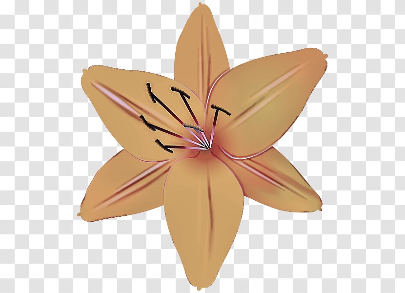 Origami - Paper - Lily Transparent PNG