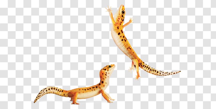 Gecko Newt Terrestrial Animal Fauna - House Lizard Transparent PNG