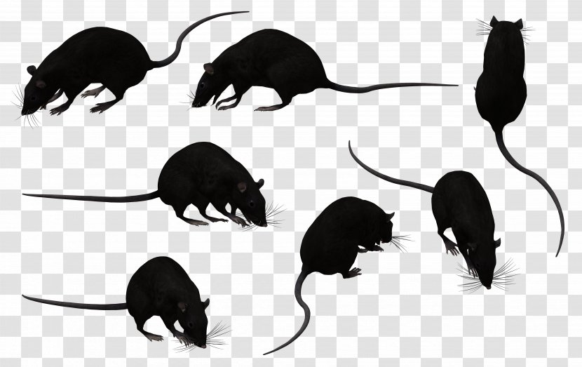 Black Rat Murids Mouse Rodent Animal Transparent PNG