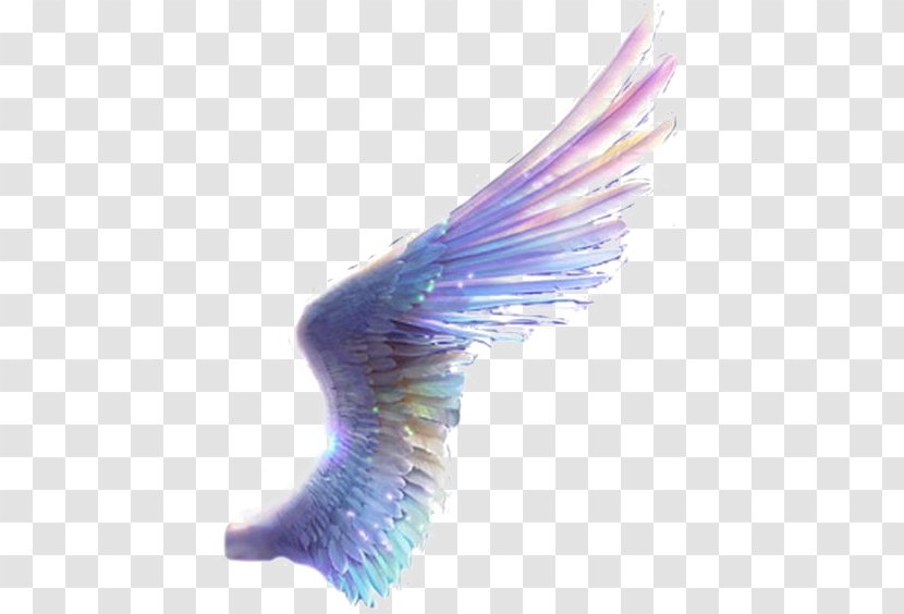 Paper Drawing - Beak - Colored Wings Transparent PNG