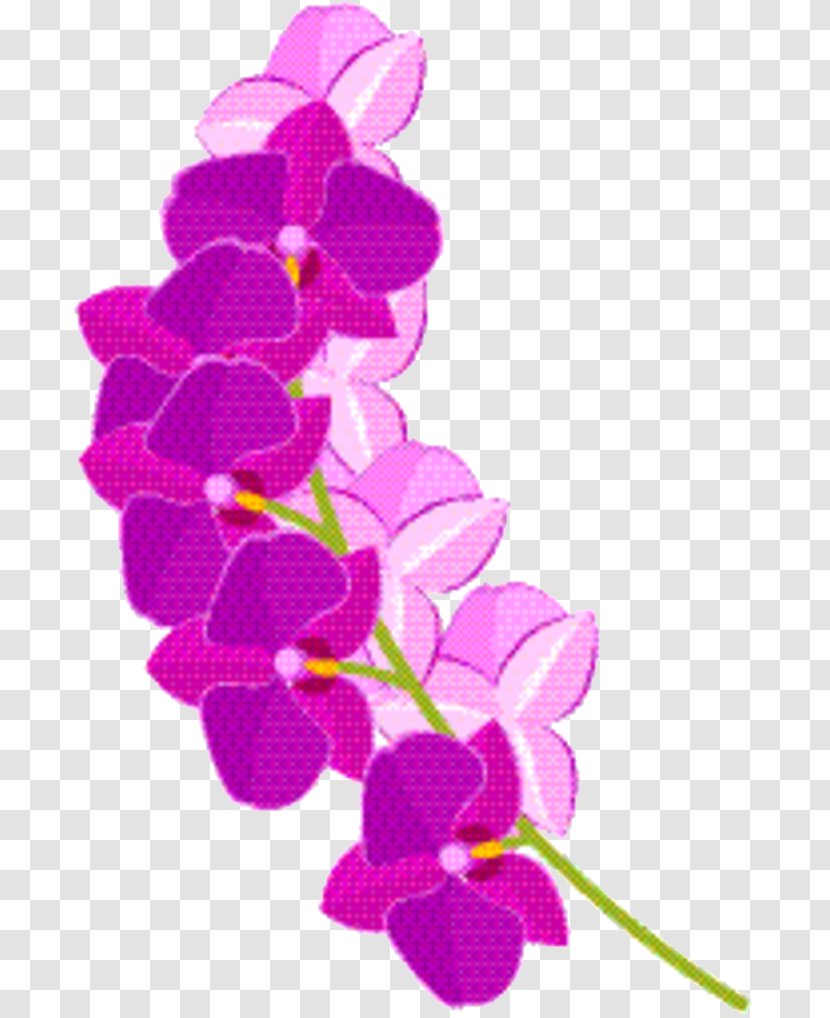 Floral Flower Background - Magenta - Pedicel Dendrobium Transparent PNG