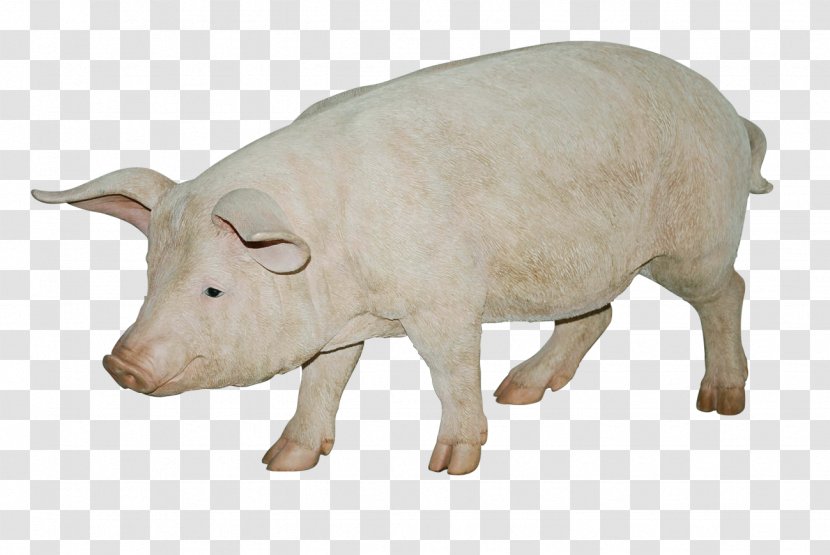 Cattle Domestic Pig Wildlife Fauna Livestock - Terrestrial Animal - Image Transparent PNG
