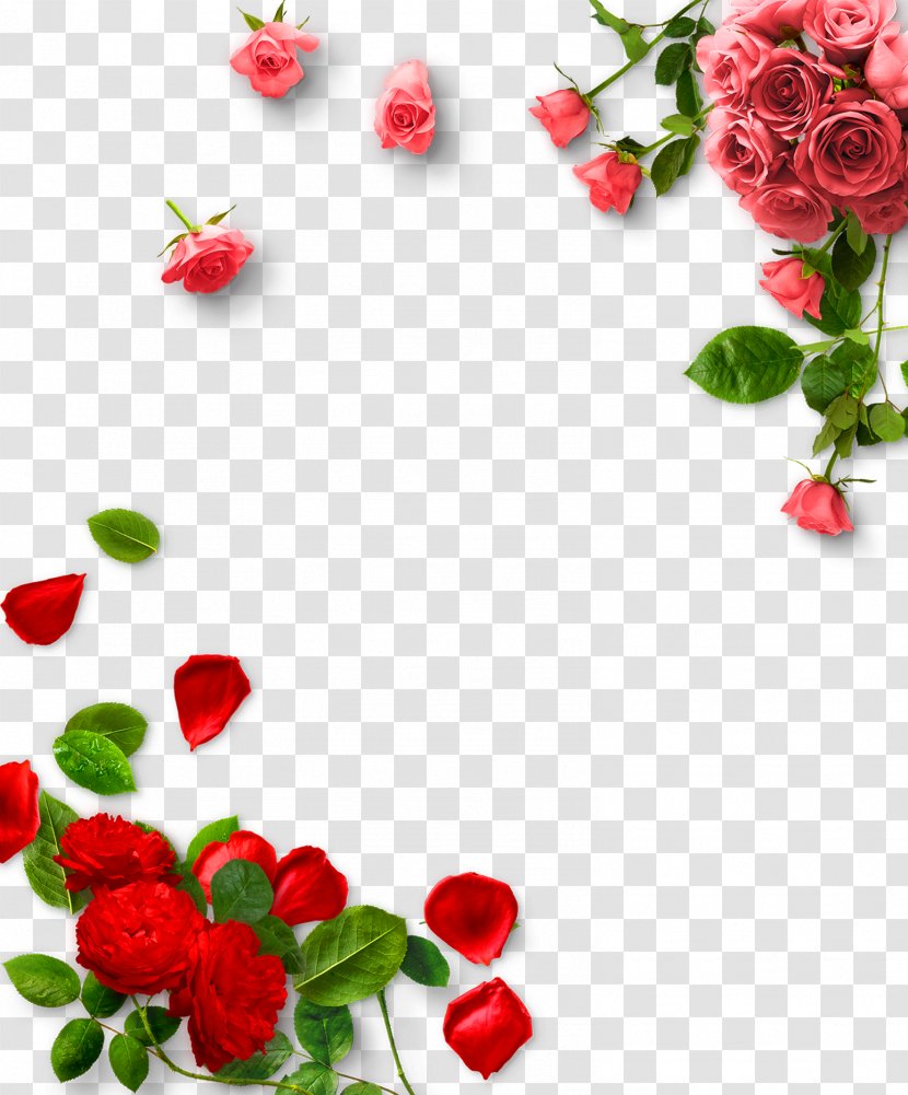 Garden Roses Valentines Day - Information - Rose Transparent PNG