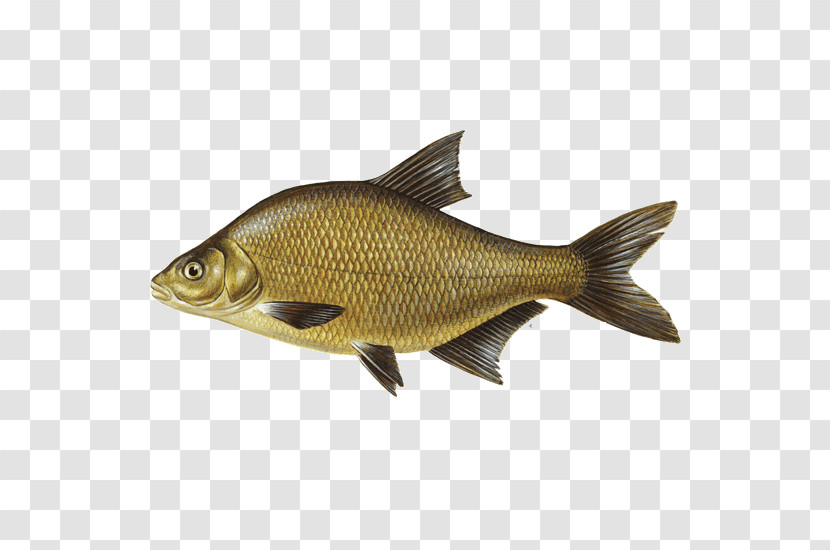 Fish Fish Carp Cyprinidae Bony-fish Transparent PNG