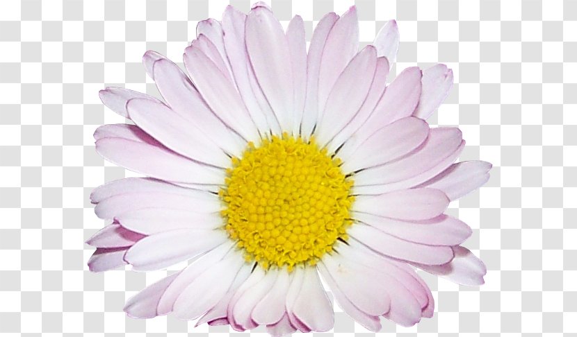 Common Daisy Oxeye Chrysanthemum Argyranthemum Frutescens Cut Flowers Transparent PNG