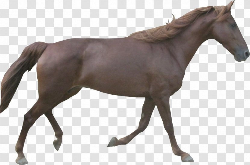 Arabian Horse Stallion Morgan Horses Mare - At Last Transparent PNG