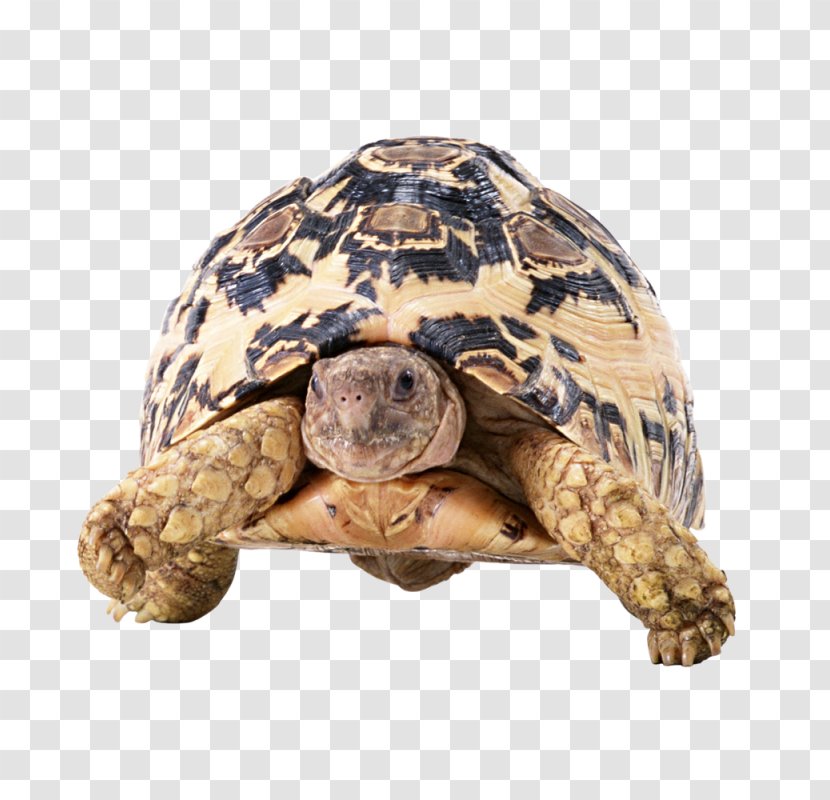 Reptile Turtle Red-eared Slider Tortoise Image - Redeared Transparent PNG