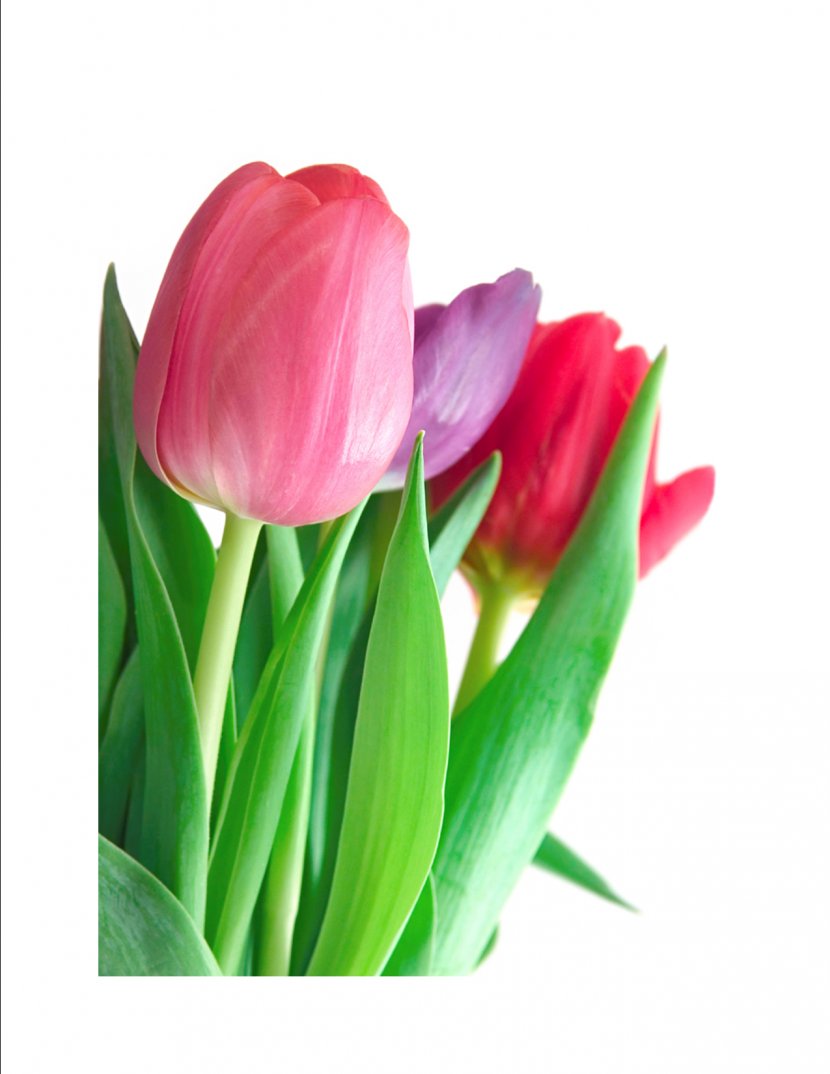 Tulip Flower Bouquet Clip Art - Pictures Transparent PNG